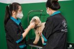 Profile bệnh viện thú y Pet Joy - Niềm vui thú cưng
